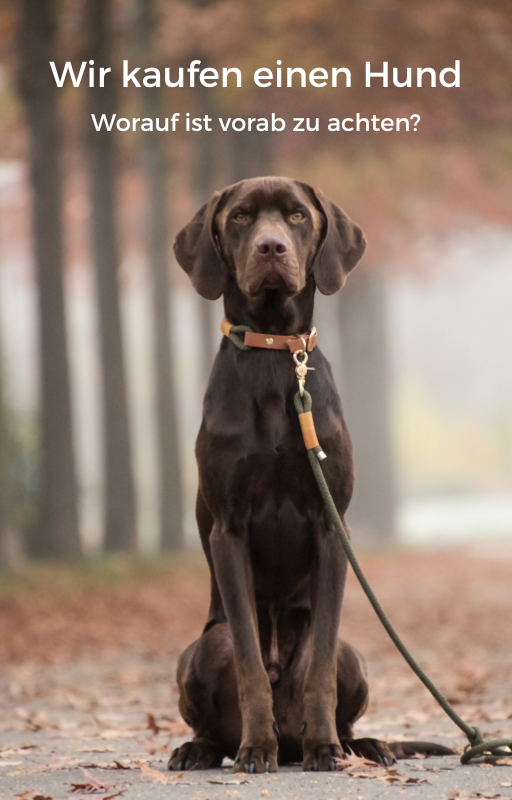 Wir kaufen einen Hund